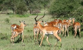 Herd of impala grazing in Serengeti National Park, Tanzania