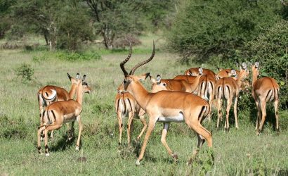 Herd of impala grazing in Serengeti National Park, Tanzania