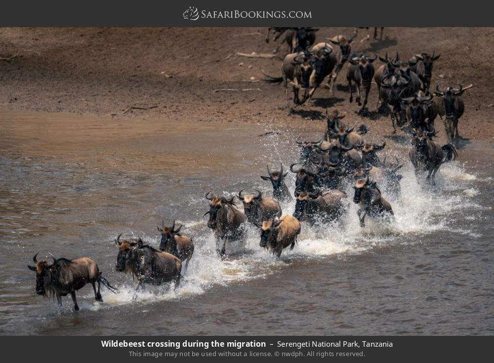 Serengeti_National_Park_136