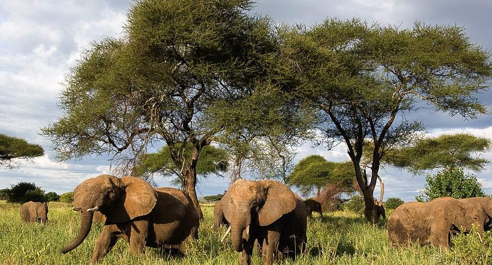 Elephant herd grazing among acacia trees in Tarangire National Park, Tanzania