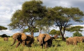 Elephant herd grazing among acacia trees in Tarangire National Park, Tanzania