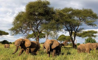 Elephant herd grazing among acacia trees in Tarangire National Park, Tanzania