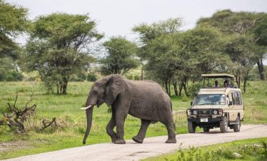 Tarangire_National_Park_050