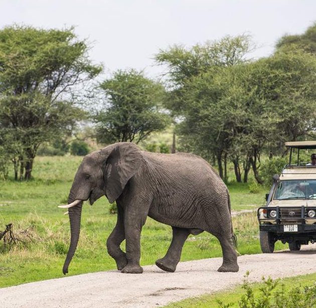Tarangire_National_Park_050