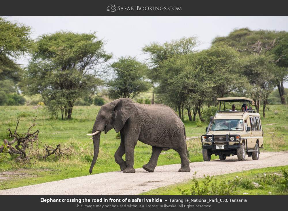 Tarangire_National_Park_050