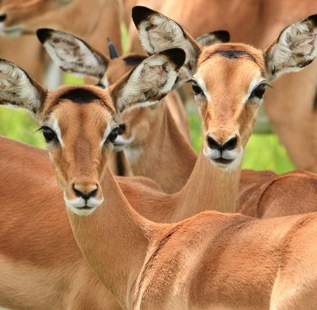 1-Day Mikumi Fly in Shared Safari from Zanzibar