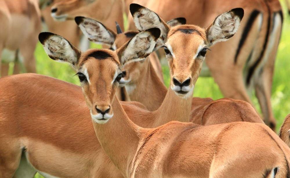 1-Day Mikumi Fly in Shared Safari from Zanzibar