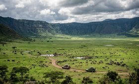 Safari vehicles on a game drive across the green floor of Ngorongoro Crater, Tanzania